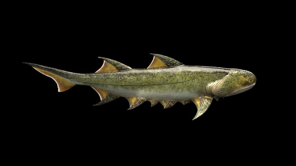 Con cá mập 439 triệu năm tuổi được tìm thấy ở Trung Quốc là loài cá có hàm lâu đời nhất thế giới - Ảnh 1.