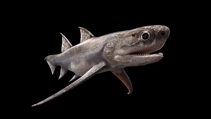 Con cá mập 439 triệu năm tuổi được tìm thấy ở Trung Quốc là loài cá có hàm lâu đời nhất thế giới - Ảnh 3.